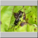 Anoplius nigerrimus - Wegwespe w04a 11mm OS-Hasbergen-Lehmhuegel-det.jpg